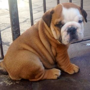 Meet your Posher, Connor